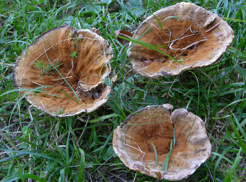 Hydnellum auratile? (Onnia tomentosa)